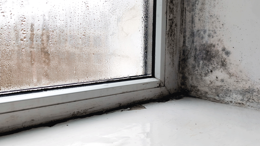 Trace humidité et moisissure sur coin mur intérieur maison mal ventilée